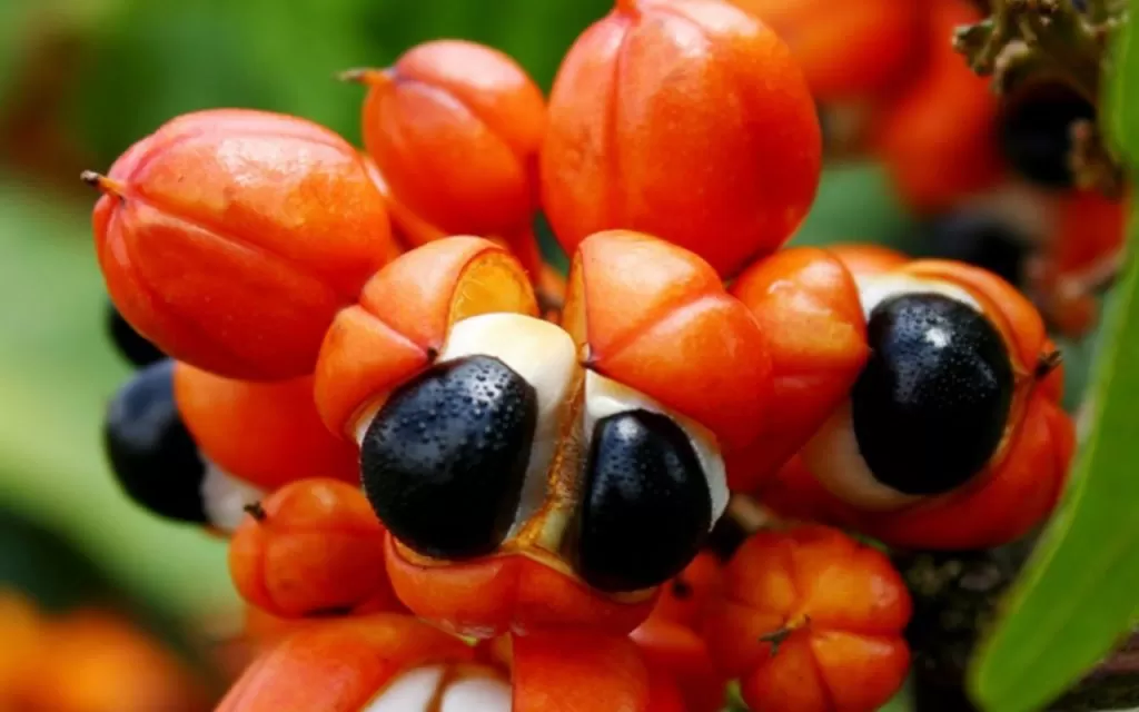 7 razões para você incluir a fruta guaraná em sua dieta